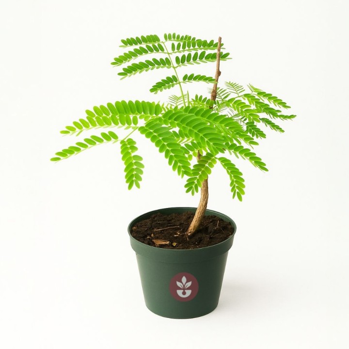 Flamboyant Plants (Delonix regia plants) | AmongSeeds
