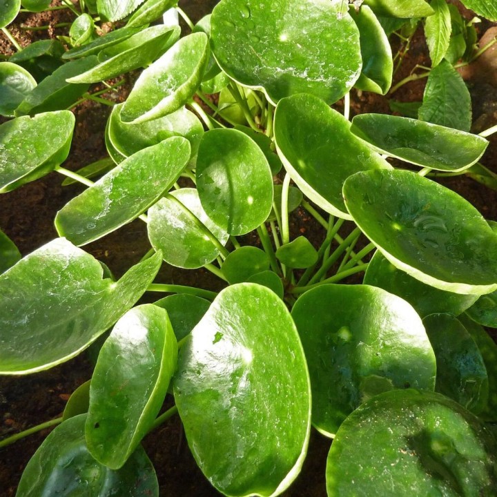Pilea - 1 plant