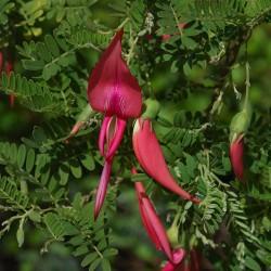 Kaka beak - Seeds