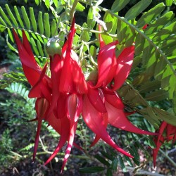 Kaka beak - Seeds