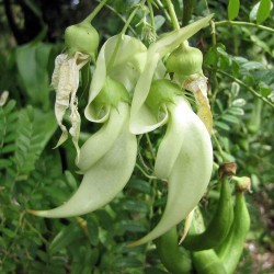White kaka beak - Seeds
