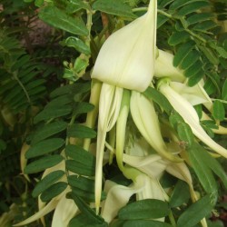 White kaka beak - Seeds