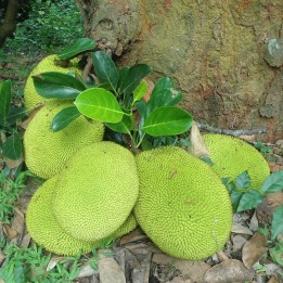 Jackfruit - 2 seeds