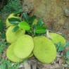 Jackfruit - Seeds
