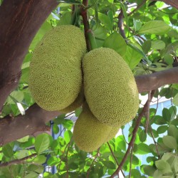 Jackfruit - Seeds