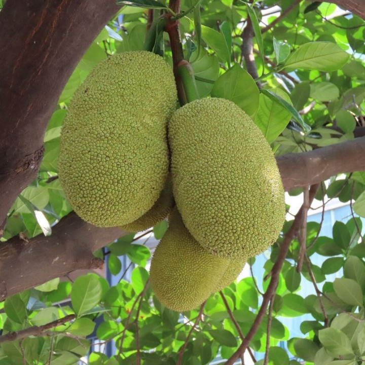 Jackfruit - 2 seeds