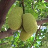Jackfruit - Seeds