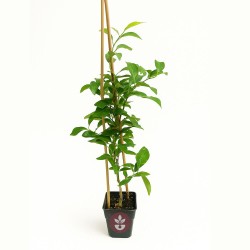 Yuzu - Plant