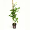 Yuzu - Plant