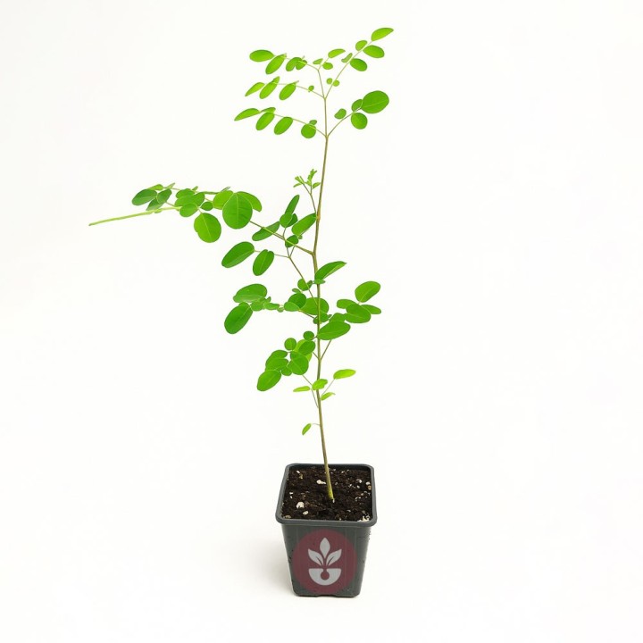 Moringa oleifera - 1 plant