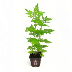 Sweet wormwood - Plant