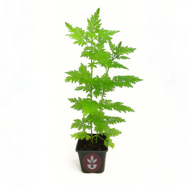Sweet wormwood - 1 plant