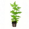 Sweet wormwood - Plant