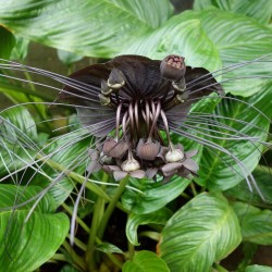 Bat Flower - Plant