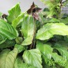 Bat Flower - Plant
