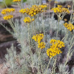 Curry plant - Seeds