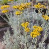 Curry plant - Seeds