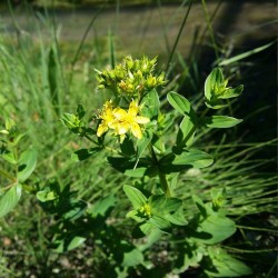 Hypericum tetrapterum - Seeds