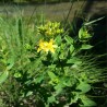 Hypericum tetrapterum - Seeds