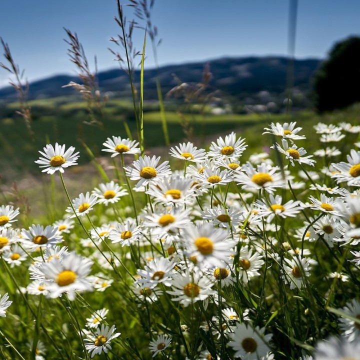 Daisy or marguerite - 350 seeds