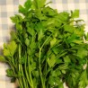 Parsley, Smooth leaf - Seeds