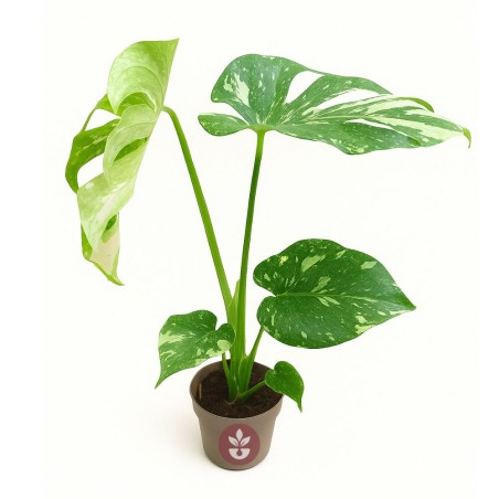 Monstera 'Thai Constellation' - Plant