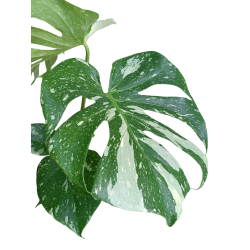 Monstera 'Thai Constellation' - Plant