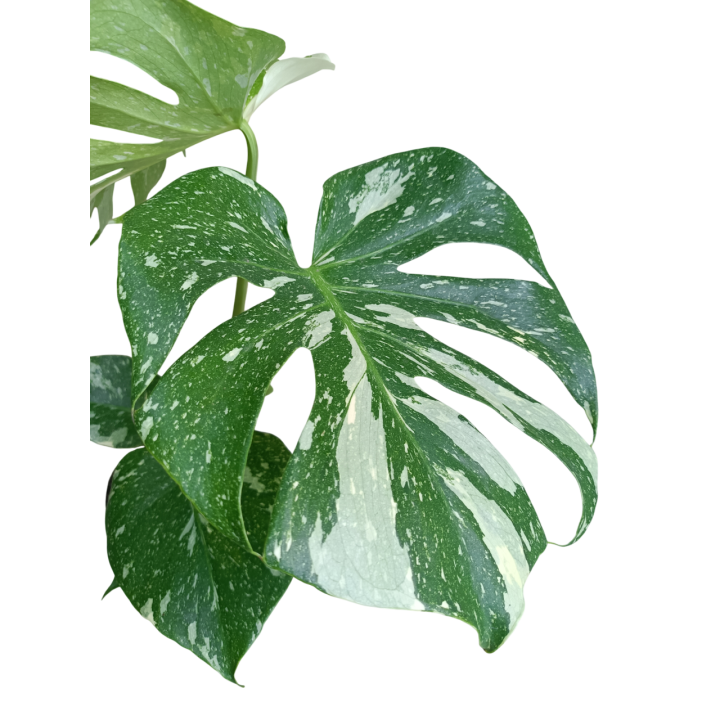 Monstera 'Thai Constellation' - Plant