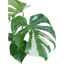 Monstera 'Thai Constellation' - Plant