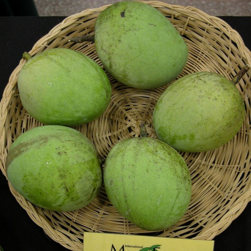 Kopyor mango - Plant