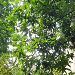 Kopyor mango - Plant