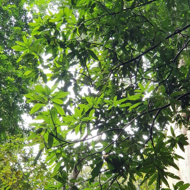 Kopyor mango - Plant
