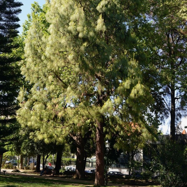 Australian pine - Plant