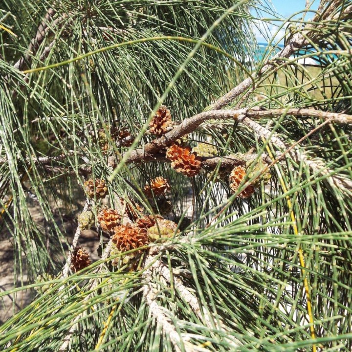 Australian pine - Plant