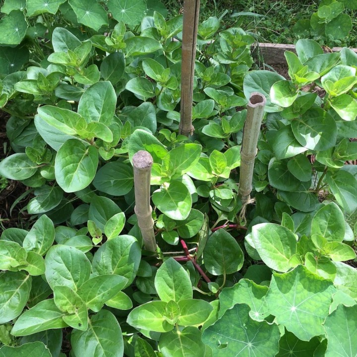 Mauka - Plant