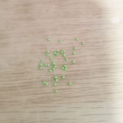 Begonia boliviensis, Bossa Nova - 10 pelleted seeds