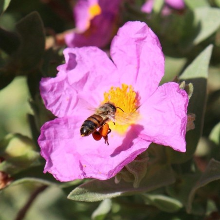 Wild Beekeepers’ Meadow - Seeds