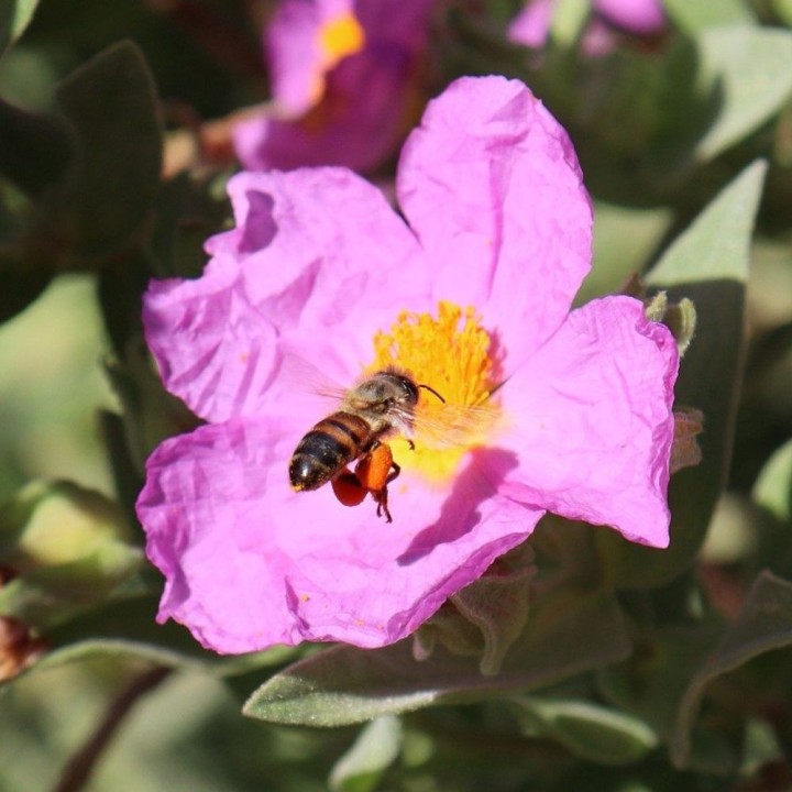 Wild Beekeepers’ Meadow - Seeds