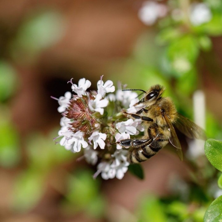 Wild Beekeepers’ Meadow - Seeds