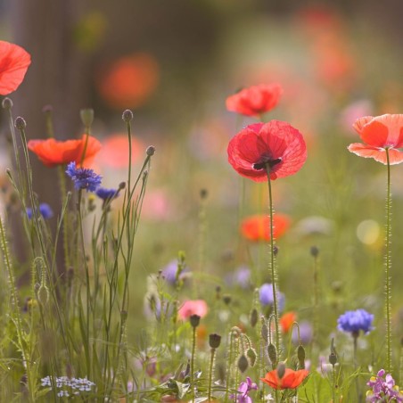 Mediterranean Meadow - Seeds