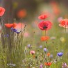 Mediterranean Meadow - Seeds