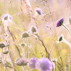 Mediterranean Meadow - Seeds