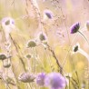 Mediterranean Meadow - Seeds