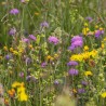 Mediterranean Meadow - Seeds