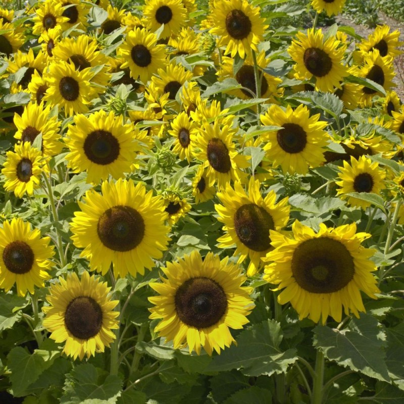 Sunflower, Sunspot - Seeds