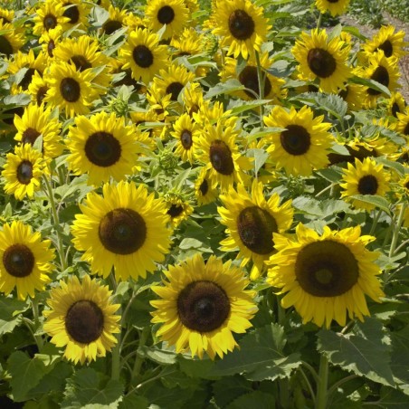 Sunflower, Sunspot - Seeds