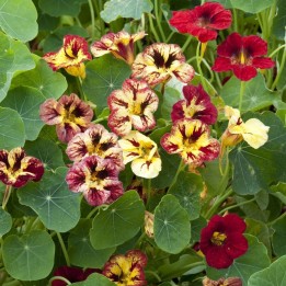 Nasturtium, Bloody Mary - Seeds