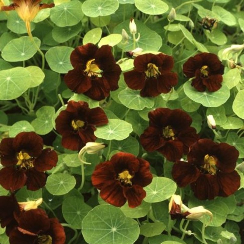 Nasturtium, Black Velvet - Seeds