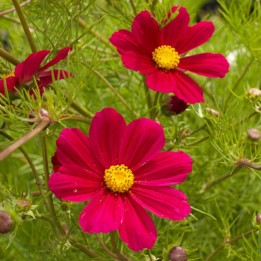 Cosmos bipinnatus, Versailles Carmine - seeds