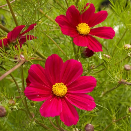 Cosmos bipinnatus, Versailles Carmine - seeds